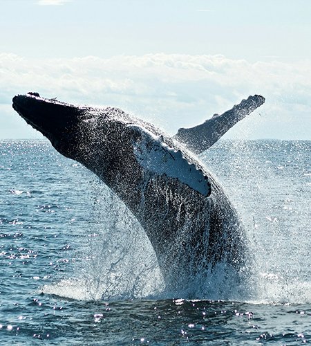 Whale & Dolphin Quest